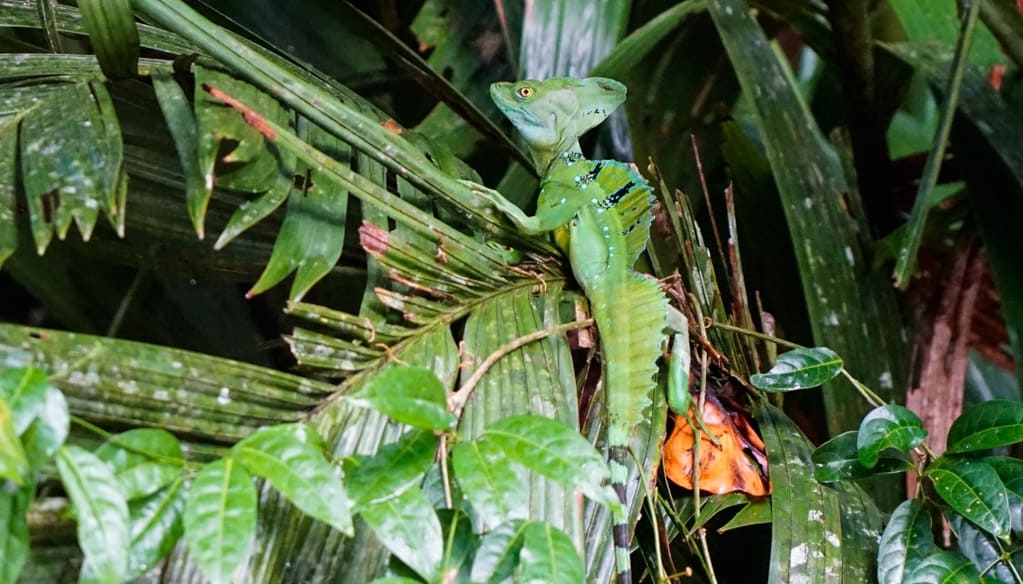 Costa Rica Wildlife - Intrepid Escape