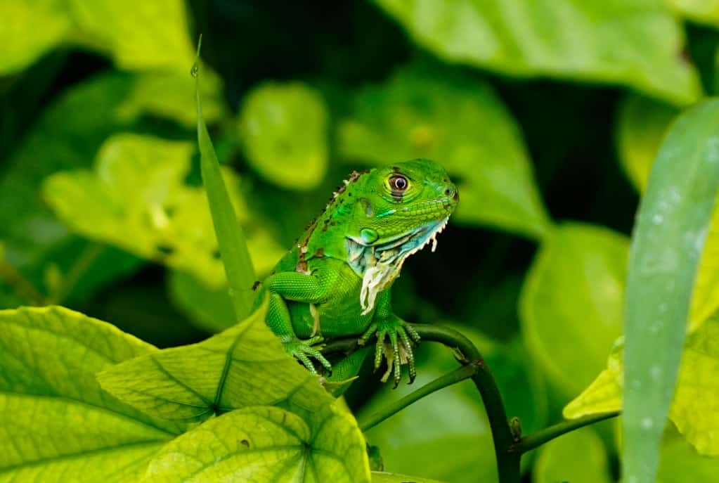 Costa Rica Wildlife - Intrepid Escape