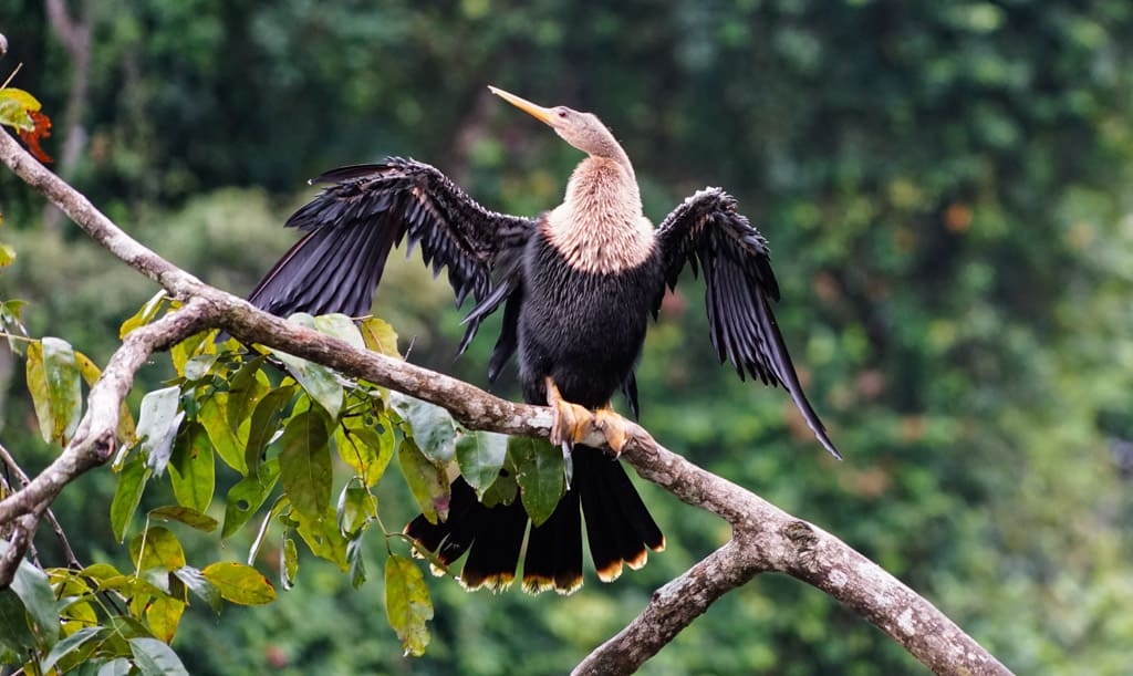 Costa Rica Wildlife - Intrepid Escape