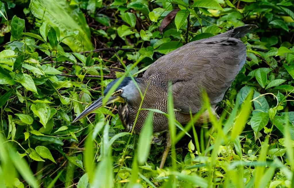 Costa Rica Wildlife - Intrepid Escape