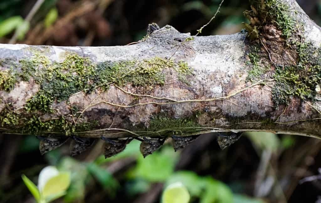 Costa Rica Wildlife - Intrepid Escape