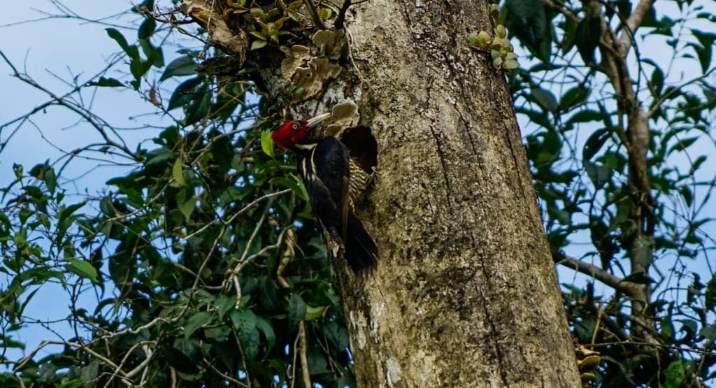 Costa Rica Wildlife - Intrepid Escape