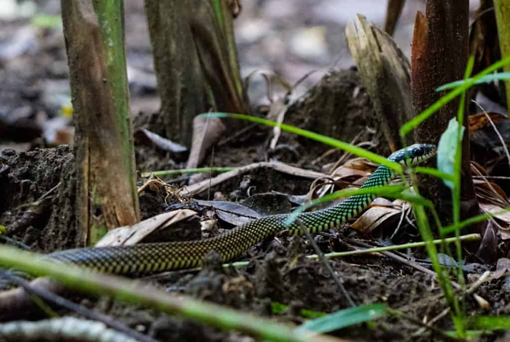 Costa Rica Wildlife - Intrepid Escape