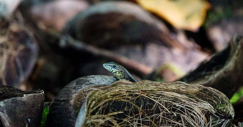 Costa Rica Wildlife - Intrepid Escape