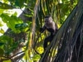 Costa Rica Wildlife - Intrepid Escape