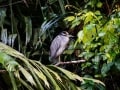 Costa Rica Wildlife - Intrepid Escape