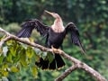 Costa Rica Wildlife - Intrepid Escape