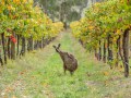 Greg Snell, Wildlife Caretaker - Intrepid Escape