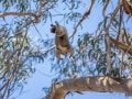 Greg Snell, Wildlife Caretaker - Intrepid Escape
