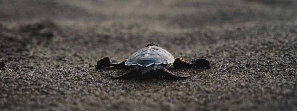 Baby Sea Turtles Tortuguero