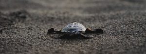 Baby Sea Turtles Tortuguero