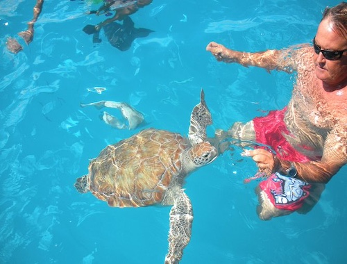 Barbados Catamaran Turtle Snorkel with Lunch and Open Bar