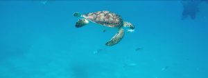Swimming with Turtles Barbados - Intrepid Escape