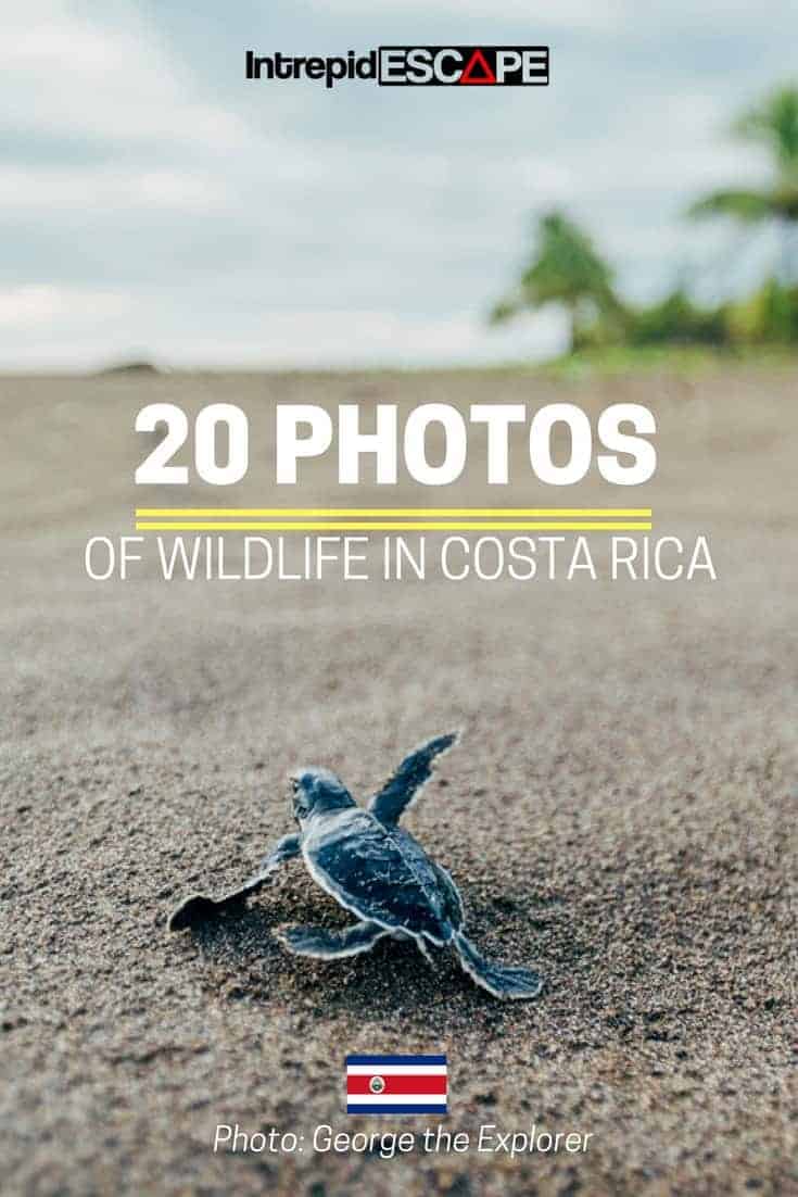 20 photos of Wildlife in Costa Rica