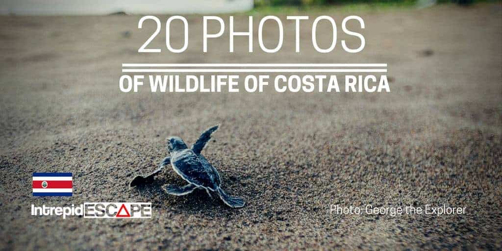 Wildlife photos Costa Rica