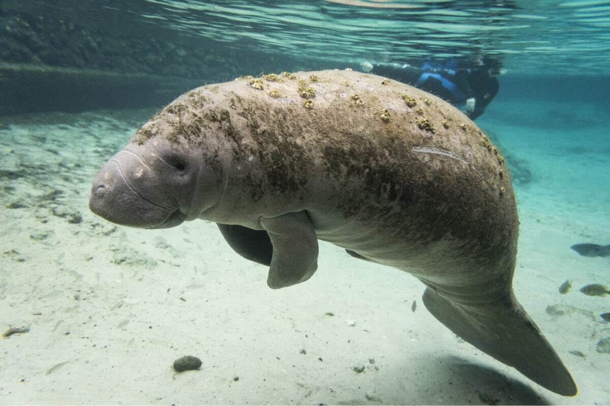 Manatees in Crystal River FL
