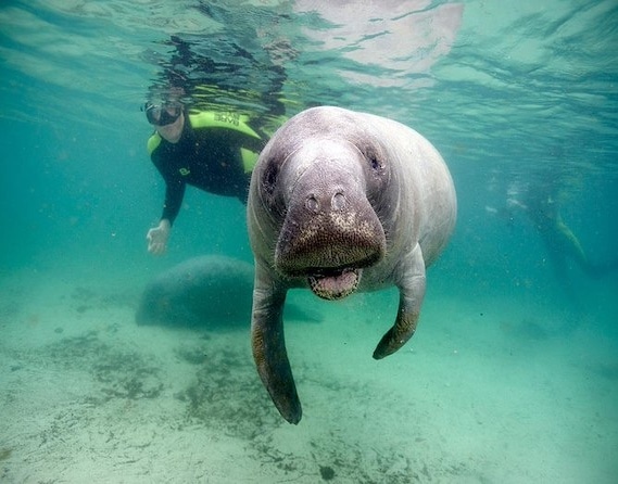 Manatee Snorkel Tour with In-Water Divemaster