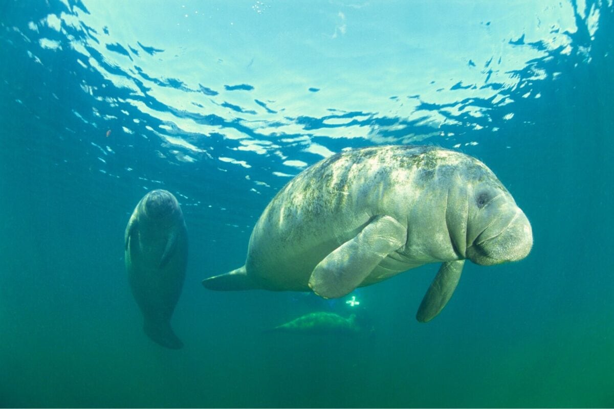 Manatees-in-Crystal-River