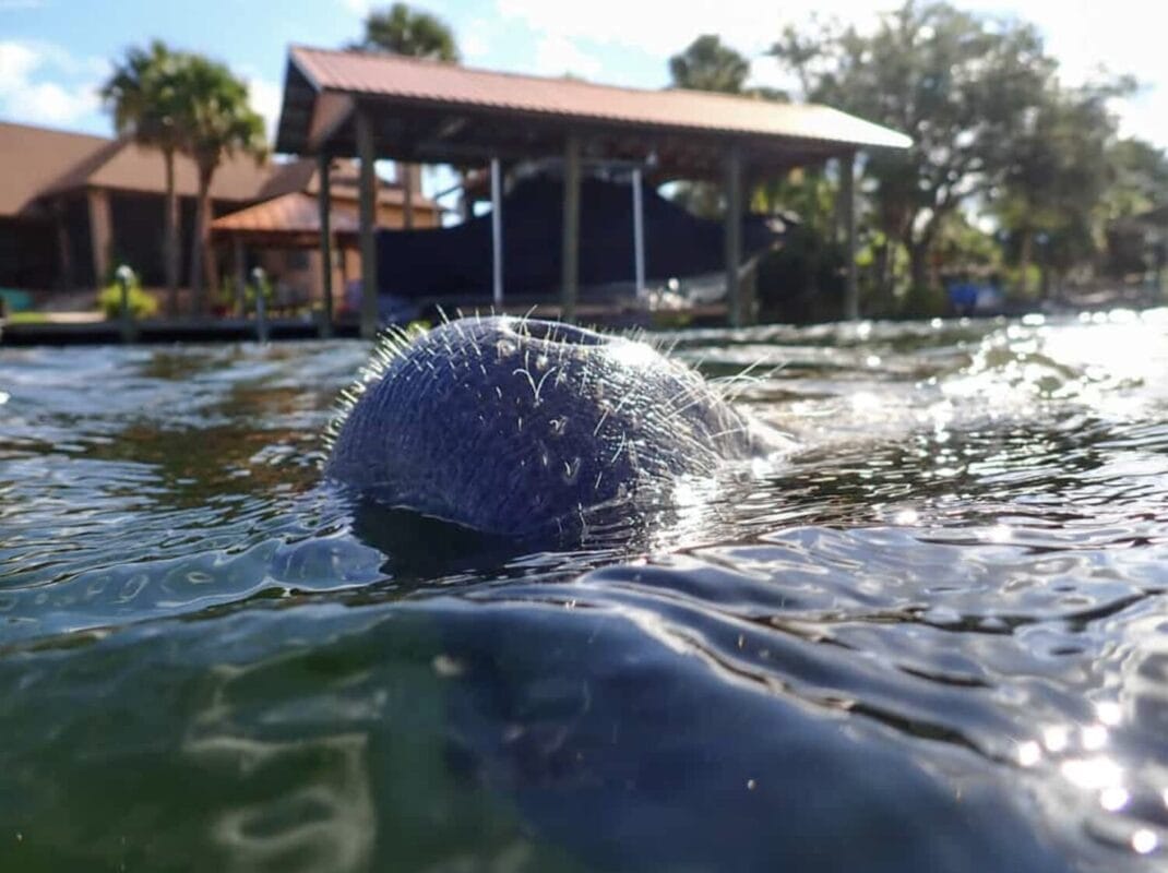 Spotting-manatees-in-the-wild-in-Crystal-River