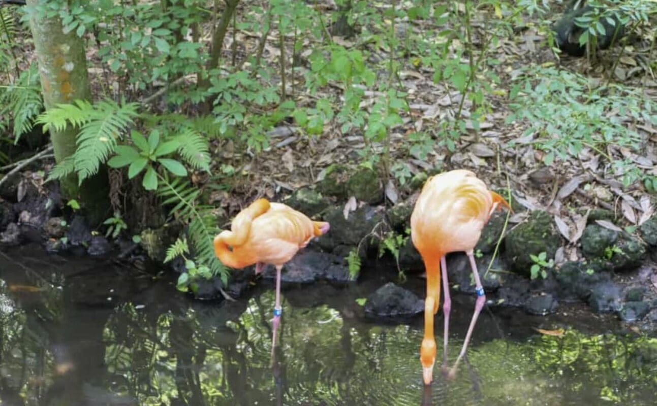 Spotting-wildlife-in-Crystal-River-Florida