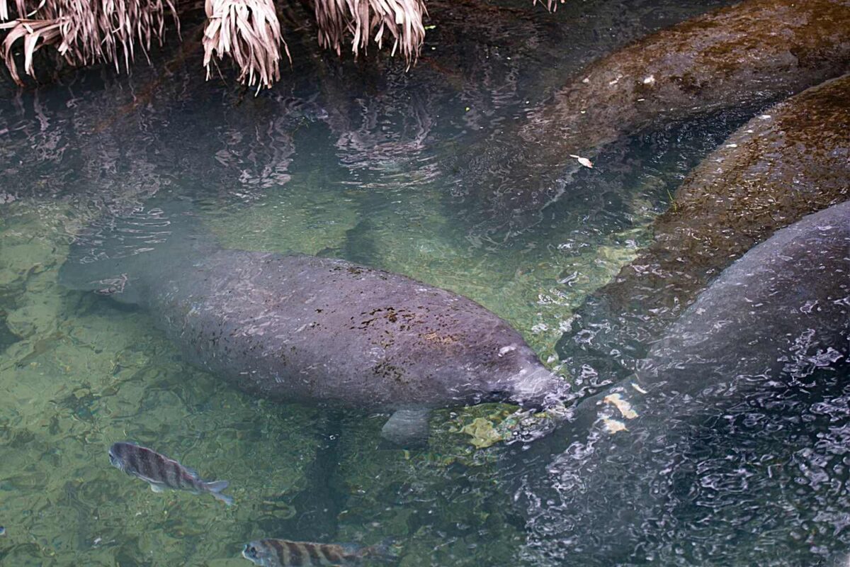 Swimming-with-manatees-in-Crystal-River-Florida