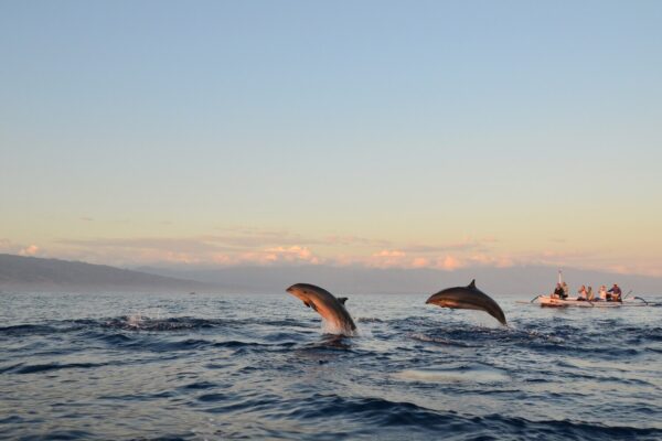 Taking a Dolphin Cruise in Panama City Beach