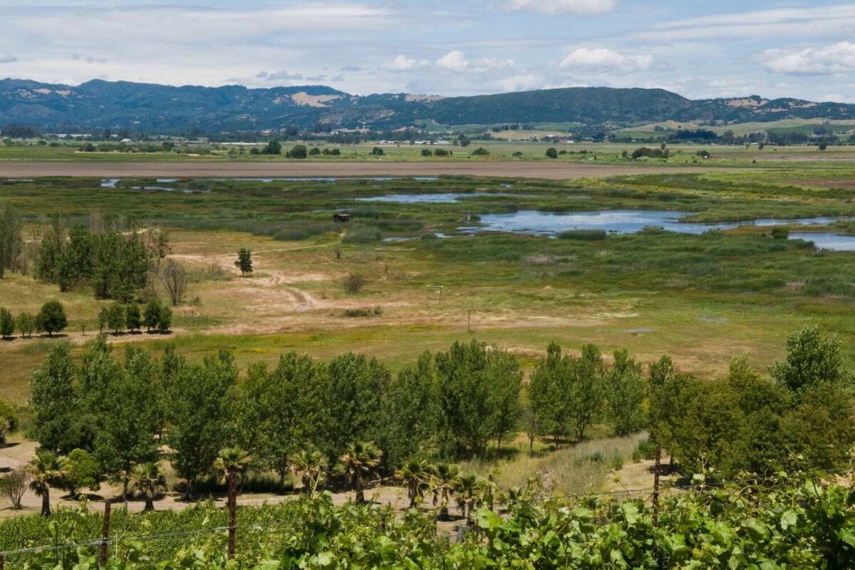 Lush wetlands amid wine country - Best Sonoma wine tours